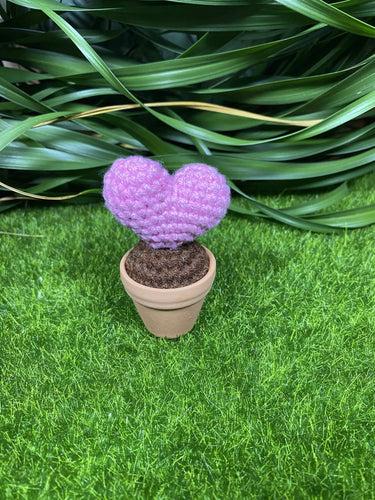 Amour en pot 💘